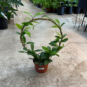 Hoya sp. 6" - Assorted Wax Plant on Hoop