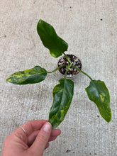 Load image into Gallery viewer, Philodendron domesticum variegata 2”