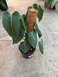 philodendron melanochrysum vs gigas Philodendron 'Melanochrysum' 6"