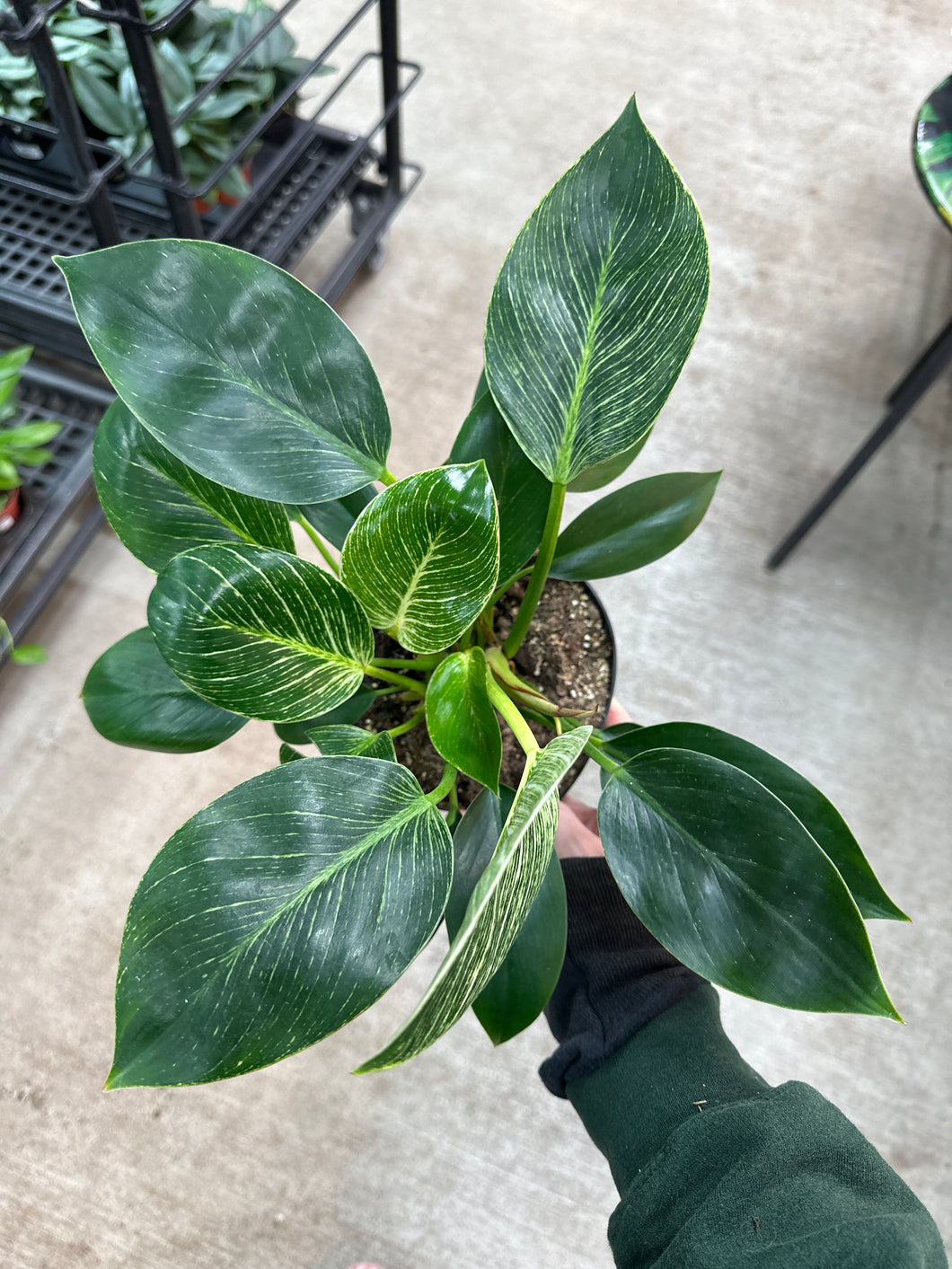 Philodendron 'Birkin' 6