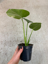 Load image into Gallery viewer, Monstera Thai Constellation 4"