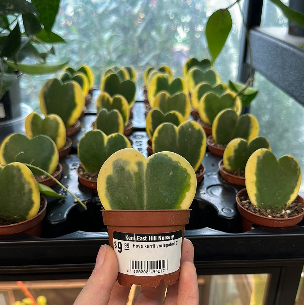 Hoya kerrii variegated 2