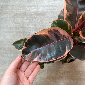 Ficus Robusta 'Ruby' 6" - Ruby Rubber Plant