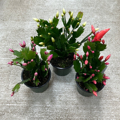 Zygo schlumbergera truncata 4