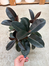 Load image into Gallery viewer, Ficus decora 'Burgundy' 6" - Burgundy Rubber Tree