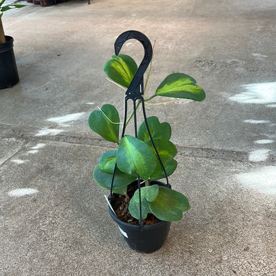 Hoya kerrii reverse variegata 6