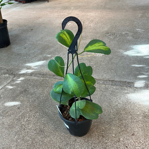 Hoya kerrii reverse variegata 6"HB