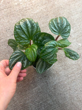 Load image into Gallery viewer, Peperomia Ecuador 4&quot;