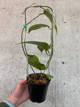 Load image into Gallery viewer, Hoya glabra Schlechter 4" - Wax Plant