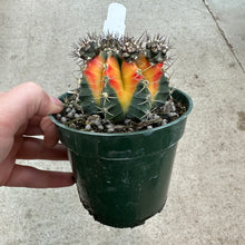 Load image into Gallery viewer, Gymnocalycium friedrichii variegated hybrid 4&quot;