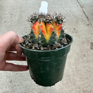 Gymnocalycium friedrichii variegated hybrid 4"