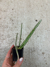 Load image into Gallery viewer, Senecio stapeliiformis 2" - Pickle Plant