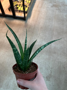 sansevieria tiara Sansevieria tiger Crown 4"