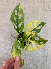 Load image into Gallery viewer, Monstera Adansonii Variegata Aurea 4"