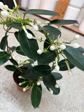 Load image into Gallery viewer, Stephanotis on Hoop 5&quot;