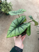 Load image into Gallery viewer, Alocasia Platinum 6&quot; - Elephant Ear