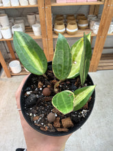 Load image into Gallery viewer, Hoya latifolia 'Pot of Gold' 4" - Wax Plant