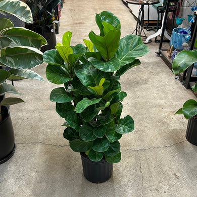 Ficus Lyrata Little Fiddle 8