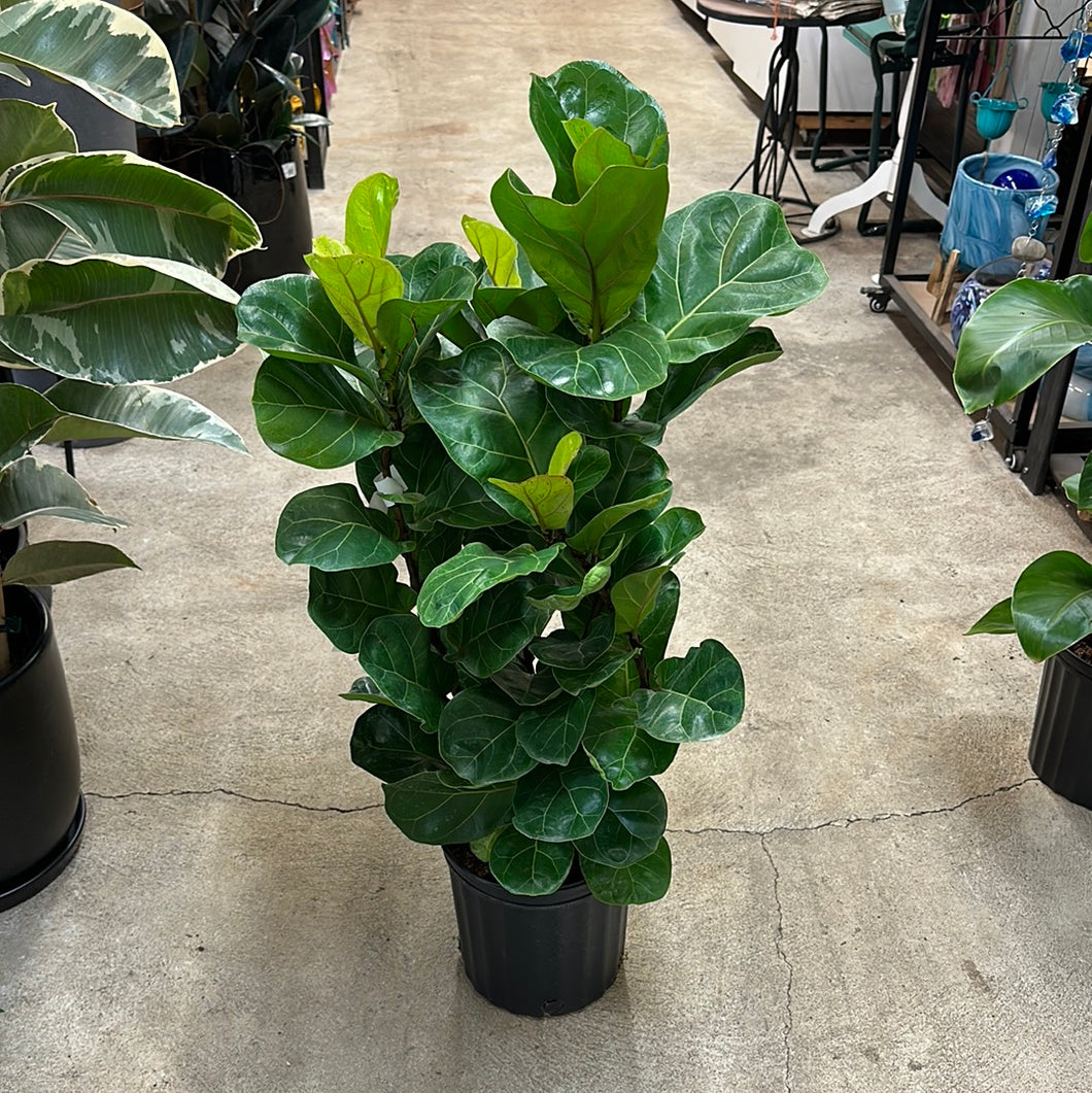 little fiddle leaf fig tree Ficus Lyrata Little Fiddle 8"