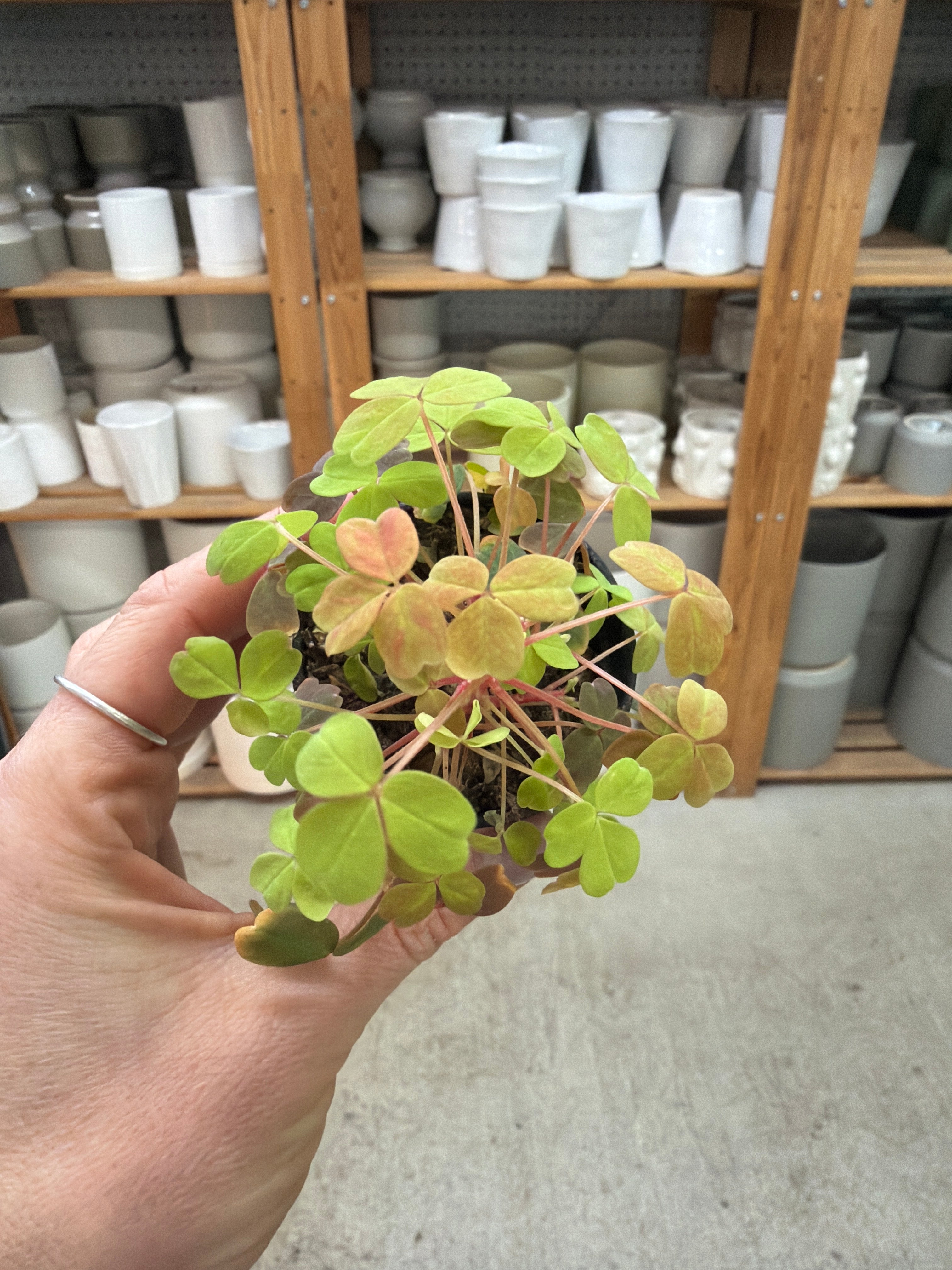 wood sorrel house plant Oxalis sp. 2"