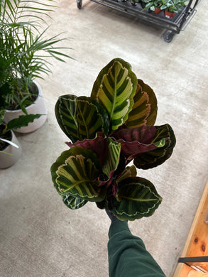 Calathea Roseopicta 6