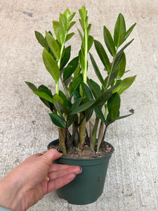 rare zz plant zamioculcas zamiifolia Zamioculcas Zamiifolia 6"