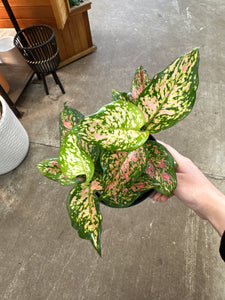 aglaonema 'favonian' Aglaonema 'Favonian' 6" – Kent East Hill Nursery