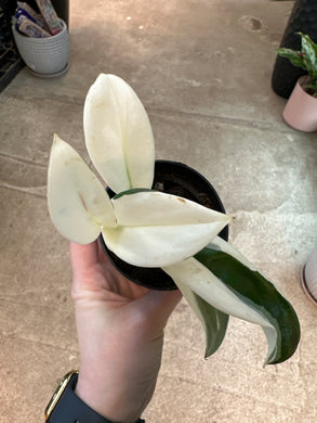 Scindapsus treubii Moonlight Albo Variegata 4