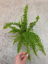 Load image into Gallery viewer, Nephrolepsis exaltata 'Compacta' 4" - Dwarf Boston Fern