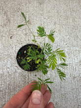 Load image into Gallery viewer, Mimosa pudica 2&quot; - Sensitive Plant