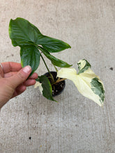 Load image into Gallery viewer, Syngonium Albo Podophyllum 4"