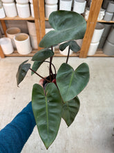 Load image into Gallery viewer, Philodendron Pink Princess x Billietiae 4"