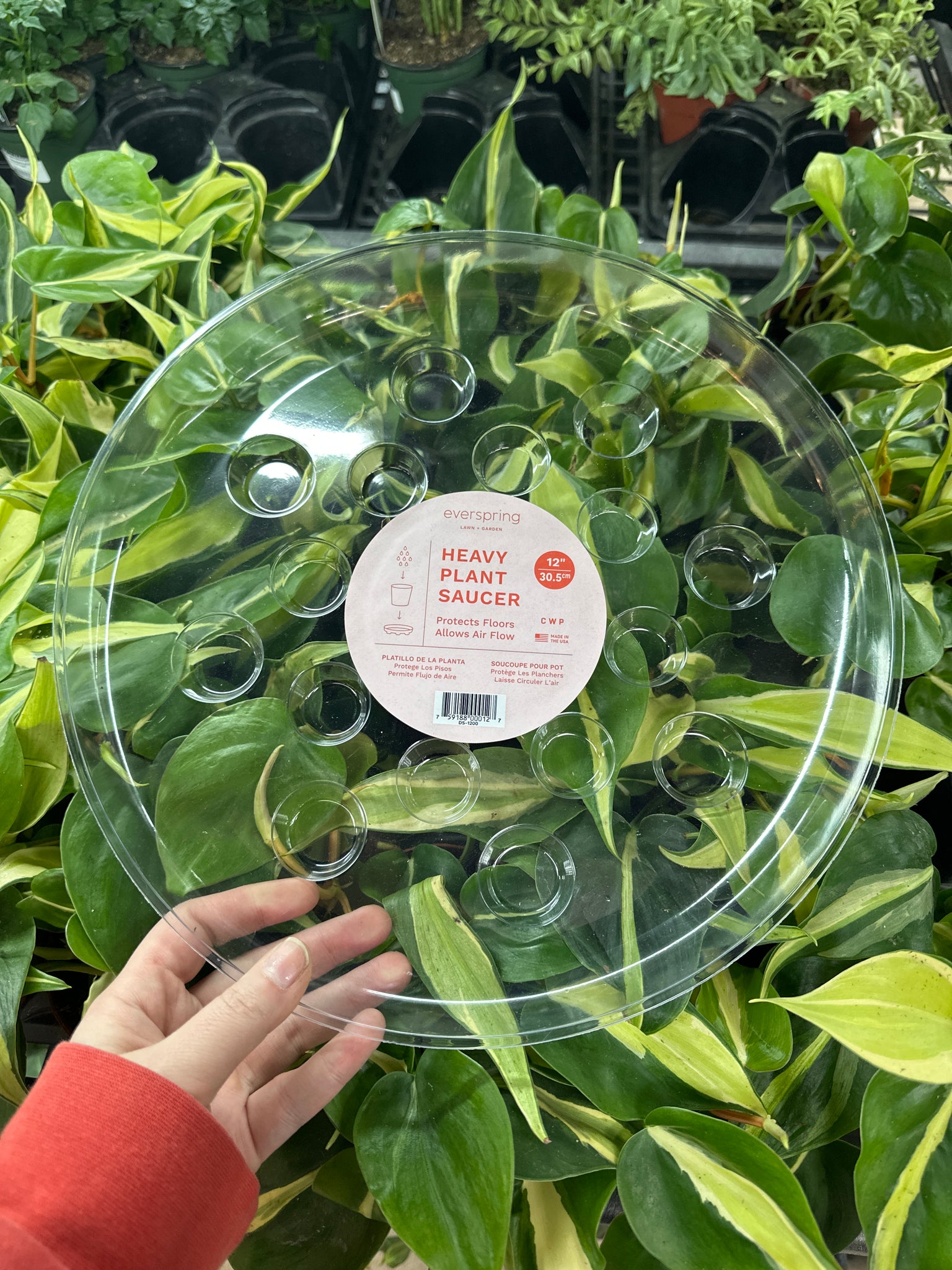 plant saucer 12 Carpet Saver Saucer Clear 12" – Kent East Hill Nursery