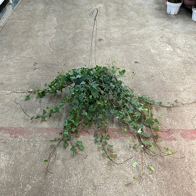 Headera variegata 6