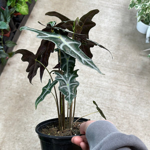 Alocasia sanderiana nobilis 6"