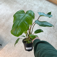 Load image into Gallery viewer, Philodendron Mayoi 4&quot;