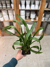 Load image into Gallery viewer, Miltassia Royal Robe Double 4"