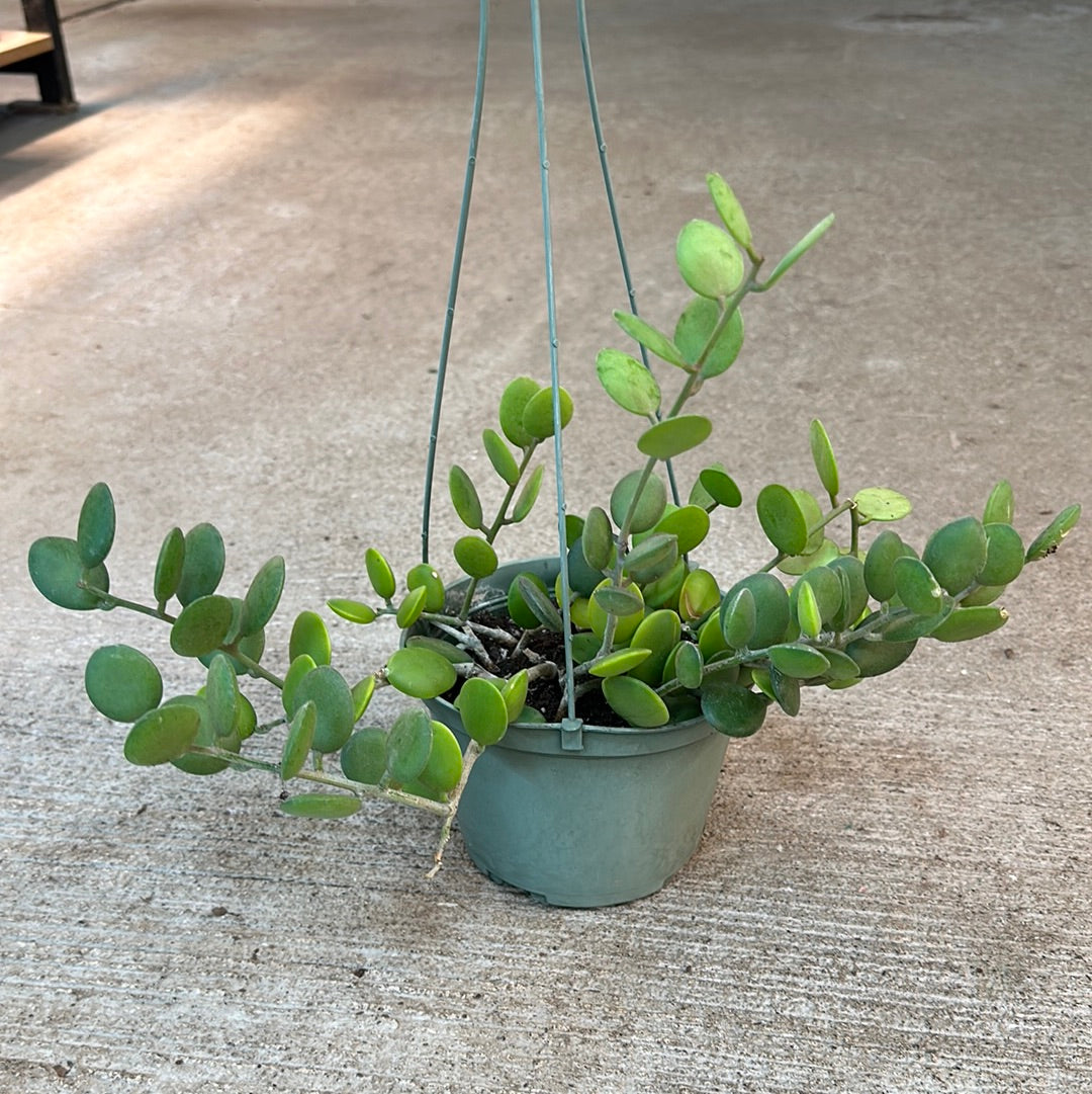 silver coin succulent Xerosicyos danguyi 6"