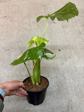 Load image into Gallery viewer, Monstera Thai Constellation 6&quot; - Small