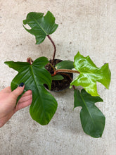 Load image into Gallery viewer, Philodendron sp.  'Fuzzy Petiole' 6"
