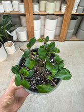 Load image into Gallery viewer, Carmona microphylla 6" - Fukien Tea