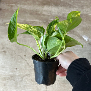 sunshine goddess pothos Epipremnum 'Glitter Goddess' 4"
