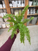 Load image into Gallery viewer, Nephrolepsis exaltata 'Compacta' 4" - Dwarf Boston Fern