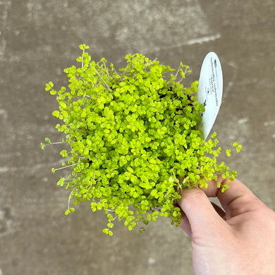 Soleirolia soleirolii 'Aurea' 4