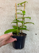 Load image into Gallery viewer, Hoya globulosa 6" - Wax Plant