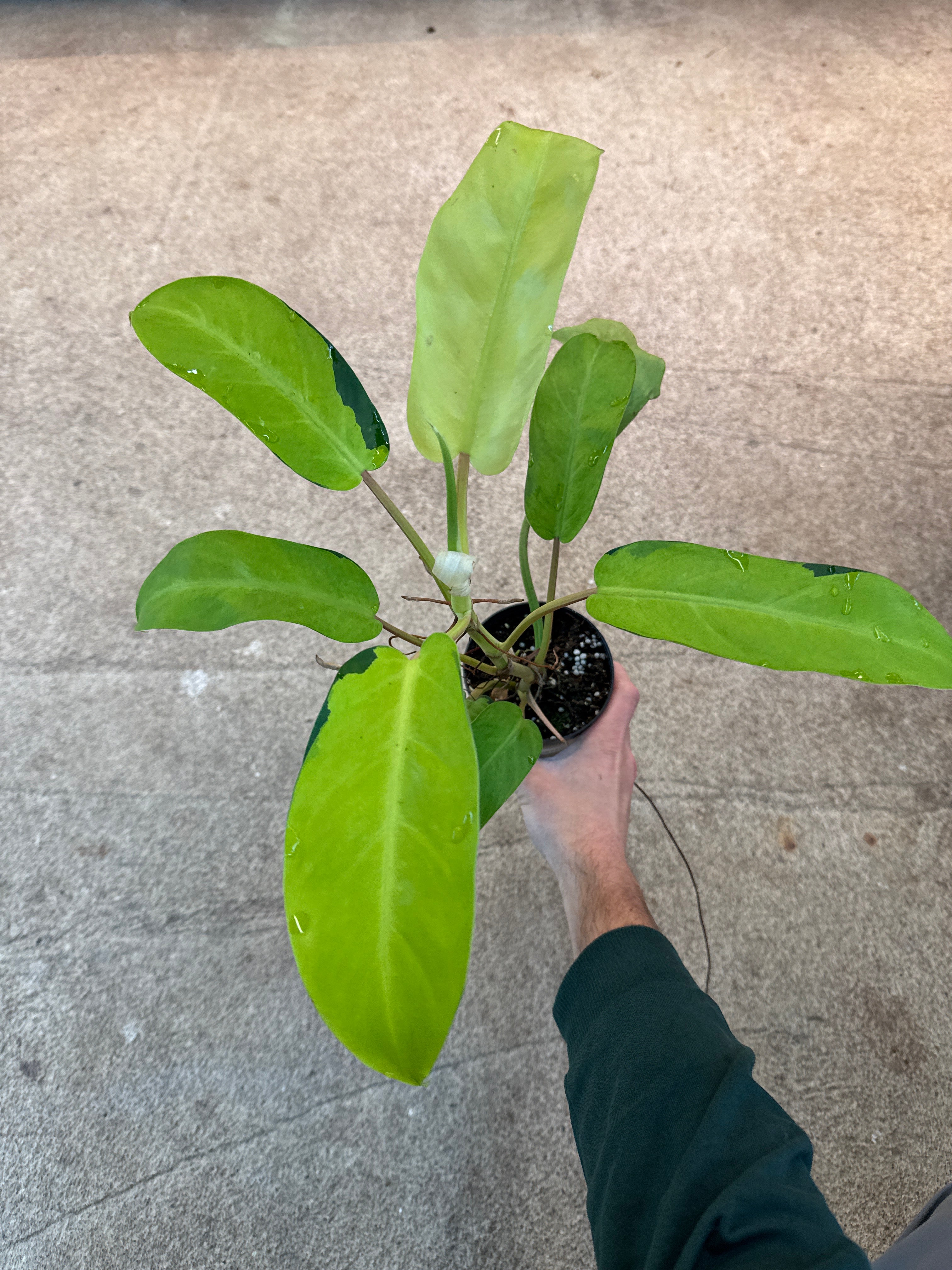 philodendron thai sunrise vs lemon lime Philodendron Thai Sunrise 4" – Kent East Hill Nursery