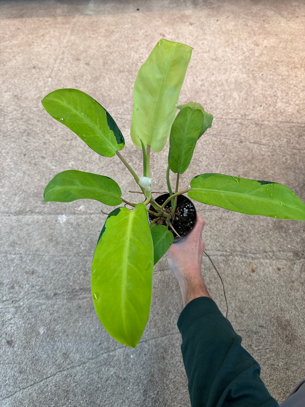 philodendron thai sunrise Philodendron Thai Sunrise 4" – Kent East Hill Nursery