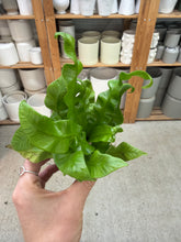 Load image into Gallery viewer, Asplenium 'Crispy Wave' 2" - Crispy Wave Fern