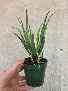 ikea aloe vera Aloe Solar Flare 4