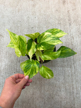 Load image into Gallery viewer, Epipremnum Neon Queen 6" - Pothos